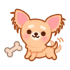 Gizmo Chihuahua 6