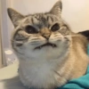 GATOS CRINGE 😵🥵 13