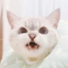🐱 Gatito Blanco 🐱 21