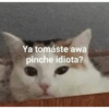 Gatitos Memes😺✨💕2 14