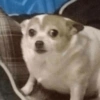 Pets, memes e reações 🐶 8