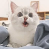 🐱 Gatito Blanco 🐱 17