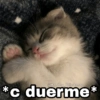✨Gatitos con frases😺✨1 15