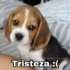 @Harley_Stickers
Tristeza :(