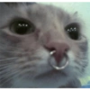 Gatitos mood 14