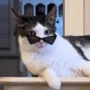 Monkeycatluna 19