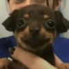 🐕🦮Perritos graciosos 🐕‍🦺🐶 9