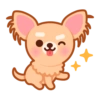 Gizmo Chihuahua 13