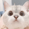 🐱 Gatito Blanco 🐱 13