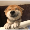 Modo Shiba Inu❤️🐶 14