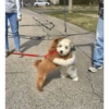 Dogs do aspas 26