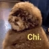 Chi.