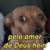 Pets, memes e reações 🐶 6