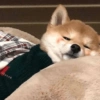 Modo Shiba Inu❤️🐶 17