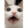 Monkeycatluna 12