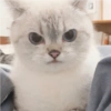 🐱 Gatito Blanco 🐱 18