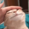 GATOS CRINGE 😵🥵 14