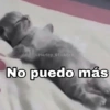 ✨Gatitos con frases😺✨1 11
