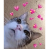 Cats hearts 18