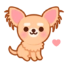 Gizmo Chihuahua 11