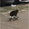 Gatitos Memes😺✨💕2 11