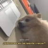 I
Agente Lomito
¿Entonces así se siente crecer?