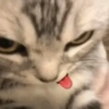 Gatos Cura depresión 😽💕 3