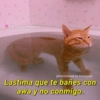 Gatitos Anti-depresivos Vol.1 15