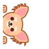 Gizmo Chihuahua 7