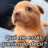 paraqua per
Qué me estás
queriendo decir?