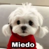 Miedo
Harley Stickere
