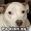 Memes pa' hablar XD 2 24