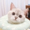 🐱 Gatito Blanco 🐱 22