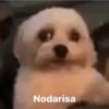 Nodarisa