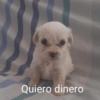 Quiero dinero