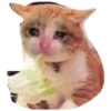 Cats random 7