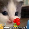 @Harley_Stickers
Nos casamos?