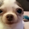 🐕🦮Perritos graciosos 🐕‍🦺🐶 11