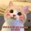 Memes Michis ✨😻 8