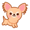 Gizmo Chihuahua 10