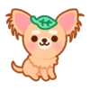 Gizmo Chihuahua 5