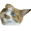 Cats random 23