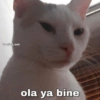 trasting.sad
ola ya bine