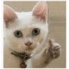 Cats random 13