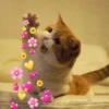 Cats hearts 16