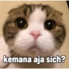 kemana aja sich?