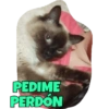PEDIME
PERDÓN