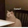 Gatitos Memes😺✨💕2 5