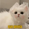 Memes Michis ✨😻 13