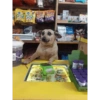 Dogs do aspas 10